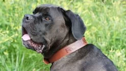 Rogue Leather Dog Collar -Rogue Fitness Online Sale DOGCOLLAR web4 ongtvp