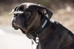 Rogue Dog Collar MIL Edition -Rogue Fitness Online Sale RA1005 WEB5 msoy7k